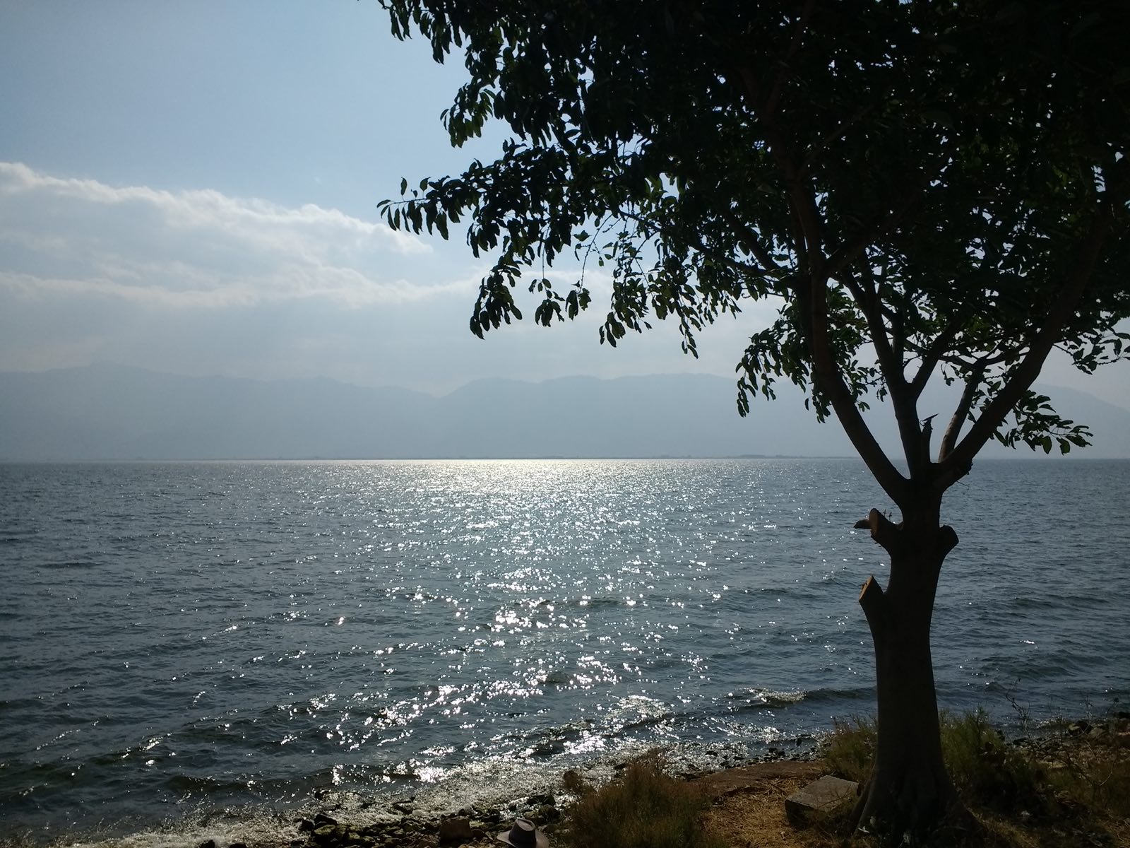 大理洱海：湖畔老树沐着阳光，湖面波光，远山朦胧